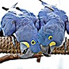 RWZ_BLUE_BIRDS_01_100X100